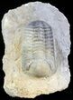 Multi-Toned, Morocops Trilobite #43511-1